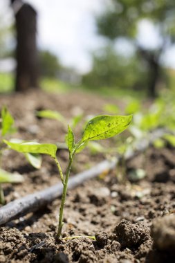 İyi bir bağışıklık sistemi için biber fidanı..