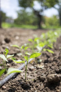 İyi bir bağışıklık sistemi için biber fidanı..