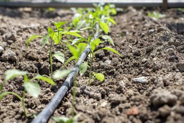 İyi bir bağışıklık sistemi için biber fidanı..