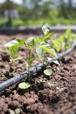 İyi bir bağışıklık sistemi için biber fidanı..