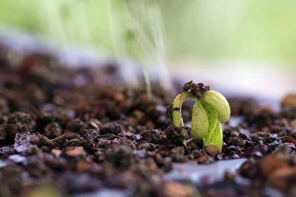 Bean Growing Beauty Spring Time Stock Picture