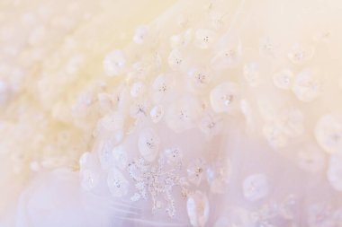 Düğün günü dekorasyon, güzellik, evlilik, Gelin, 