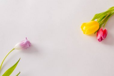 Beyaz arka planda güzel çiçekler