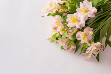 Beyaz arka planda güzel çiçekler