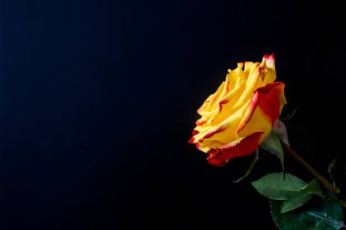 Beyaz arka planda güzel çiçekler