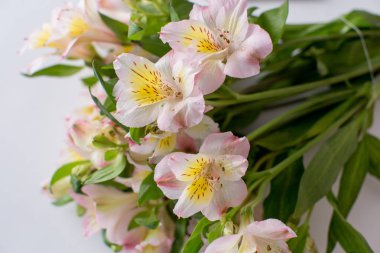 Beyaz arka planda güzel çiçekler