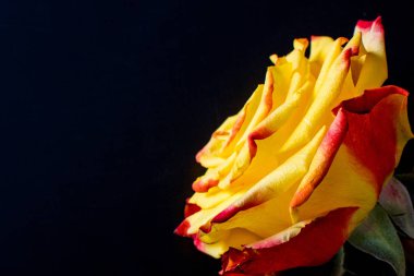 Siyah arka planda güzel çiçekler