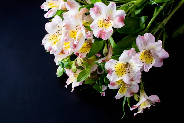 Belas flores em um fundo branco — Fotografia de Stock
