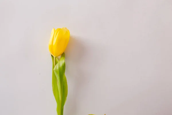 Beyaz arka planda güzel çiçekler