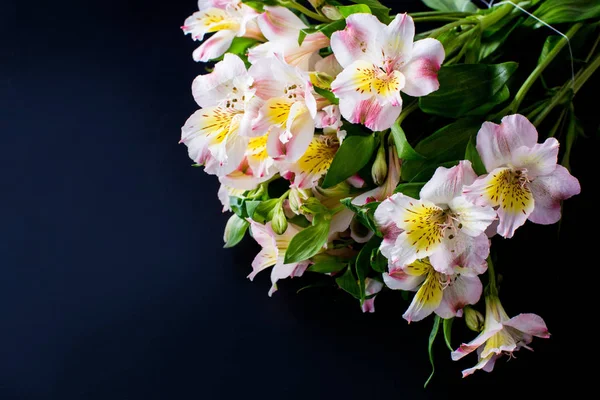 Belas flores em um fundo branco — Fotografia de Stock