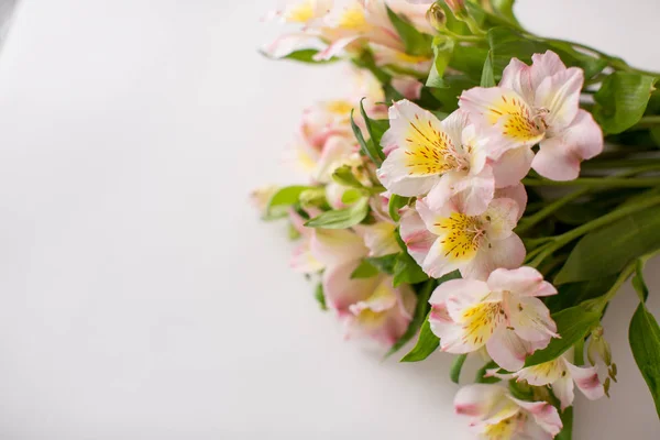Piękne kwiaty na białym tle — Zdjęcie stockowe