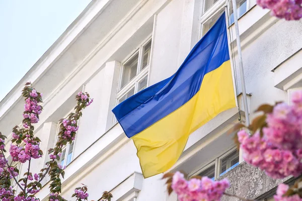 Ukrayna bayrağı wawing ve çiçek açan Sakura Cherry blossom ağaçlar arka planda görüntüleme