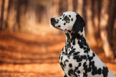 köpek doğurmak sonbahar ormandaki Dalmaçyalı