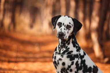 köpek doğurmak sonbahar ormandaki Dalmaçyalı