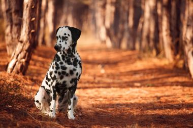 köpek doğurmak sonbahar ormandaki Dalmaçyalı