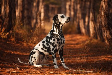 köpek doğurmak sonbahar ormandaki Dalmaçyalı