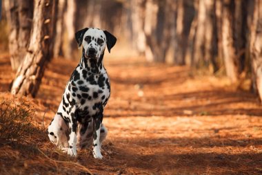 köpek doğurmak sonbahar ormandaki Dalmaçyalı