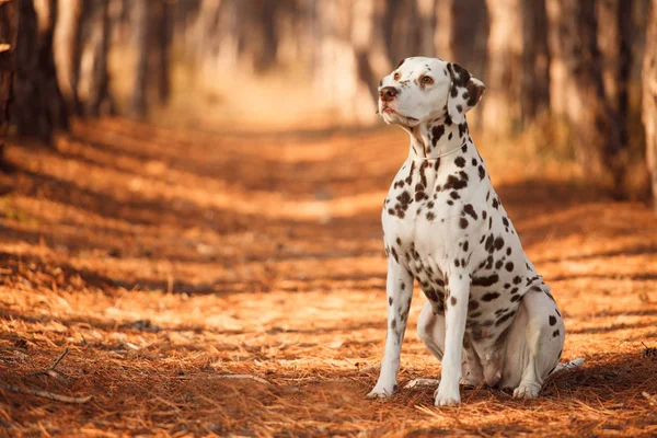 Cane razza dalmata nella foresta autunnale — Foto Stock