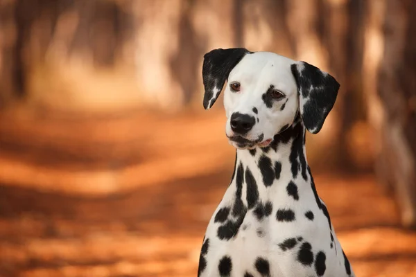 Cane razza dalmata nella foresta autunnale — Foto Stock