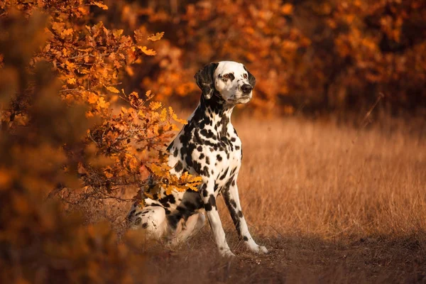 Cane razza dalmata nella foresta autunnale — Foto Stock