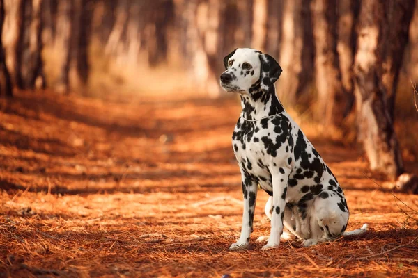 Psí plemeno Dalmatin v podzimní les — Stock fotografie