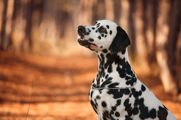 Köpek doğurmak sonbahar ormandaki Dalmaçyalı — Stok fotoğraf