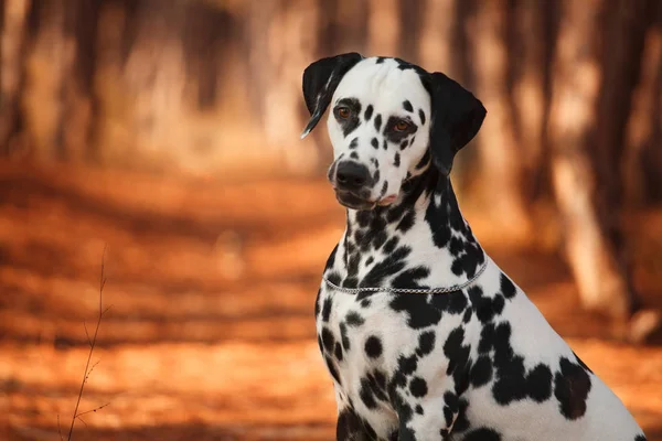 Cane razza dalmata nella foresta autunnale — Foto Stock