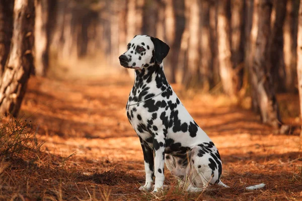 达尔马提亚在秋季森林中的犬种 — 图库照片