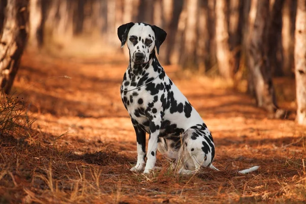 Raza de perro dálmata en bosque otoñal — Foto de Stock