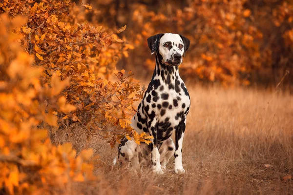 Az őszi erdő dalmát kutya tenyészt — Stock Fotó