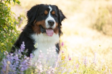 köpek doğurmak Bernese dağ köpeği bir güzel orman