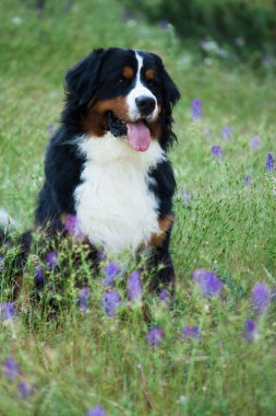 köpek doğurmak Bernese dağ köpeği bir güzel orman