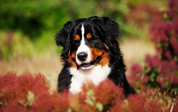 狗在美丽的森林里繁殖 Bernese 山狗 — 图库照片