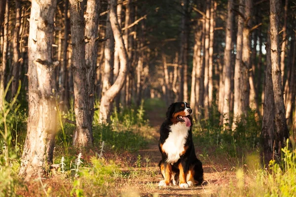 Köpek doğurmak Bernese dağ köpeği bir güzel orman — Stok fotoğraf