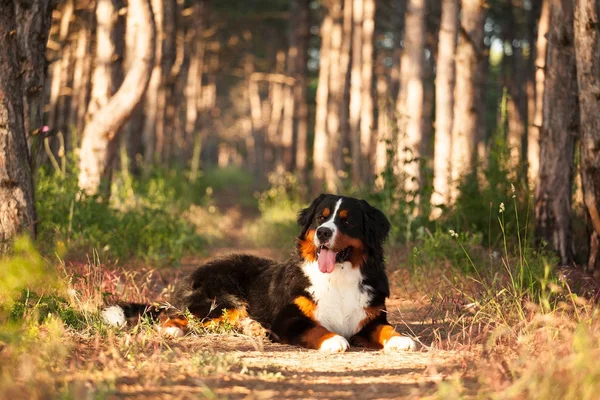 Perro raza Bernese perro de montaña en un hermoso bosque — Foto de Stock