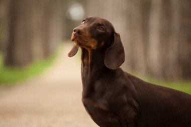 Dachshund ormanda