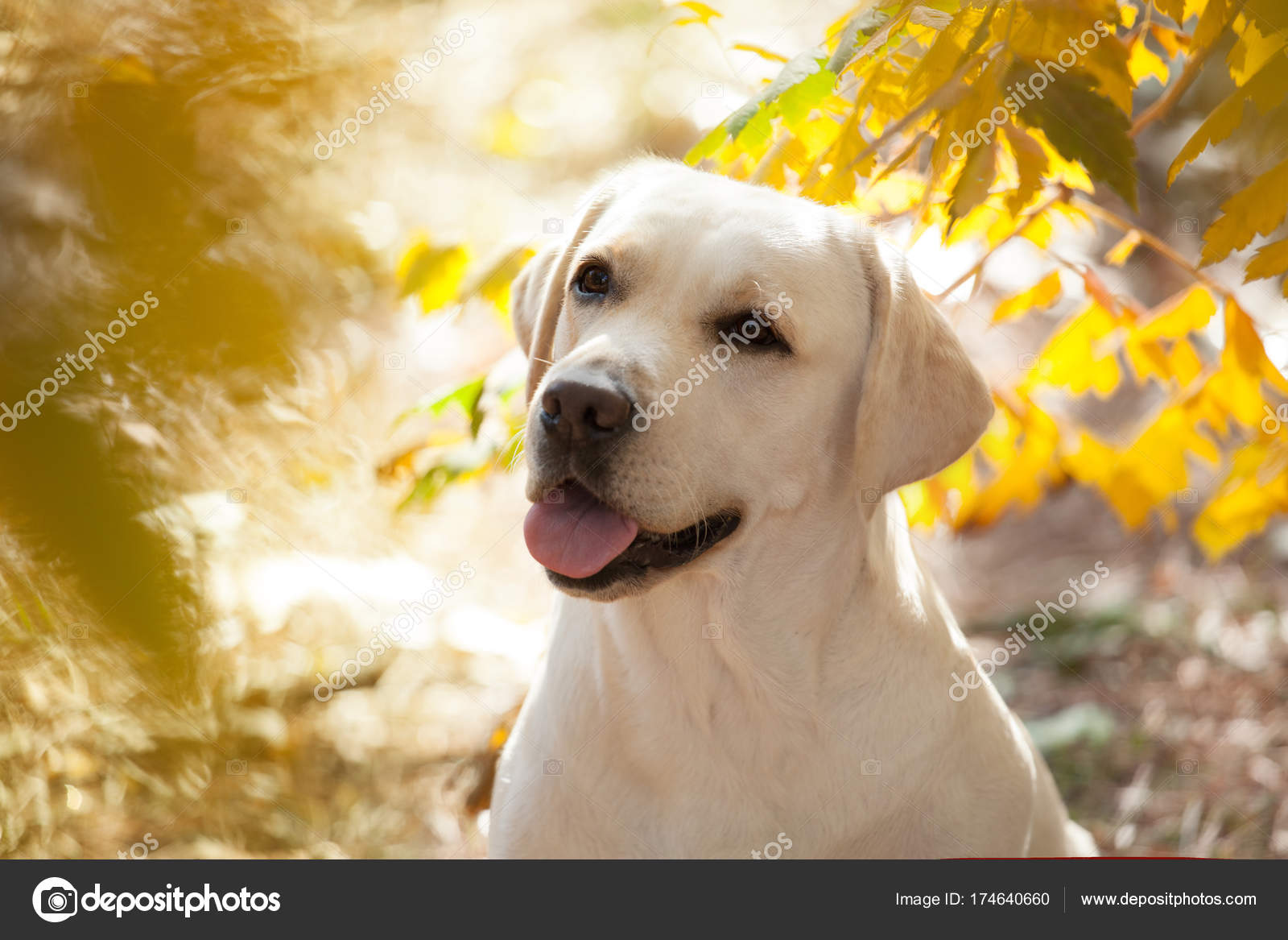 Chien De Race Labrador Retriever Sur Une Promenade