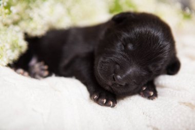 şirin yeni doğan yavruları Belçika çoban köpeği