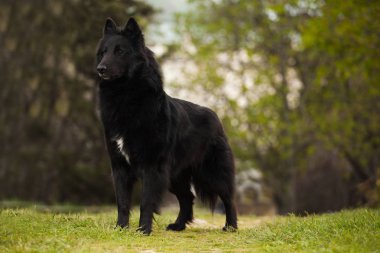 Groenendael Belçika çoban köpeği