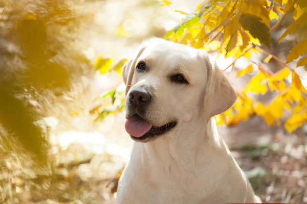 Yürüyüşe köpek doğurmak Labrador geri almak — Stok fotoğraf