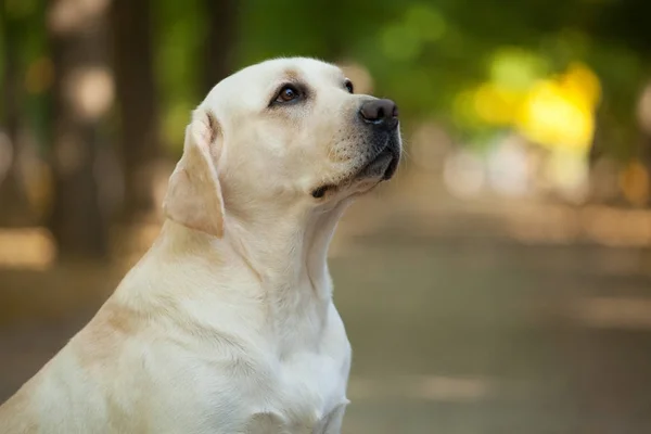 Yürüyüşe köpek doğurmak Labrador geri almak — Stok fotoğraf