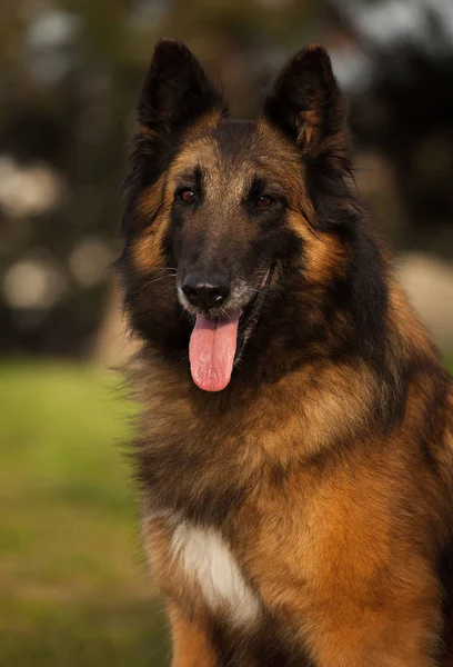 Pastor belga perro Tervuren — Foto de Stock