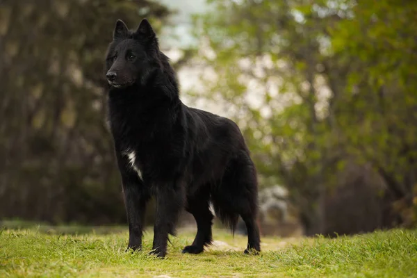 Belgischer Schäferhund, Groenendael, 1 Jahr alt, sitzt vor weißem