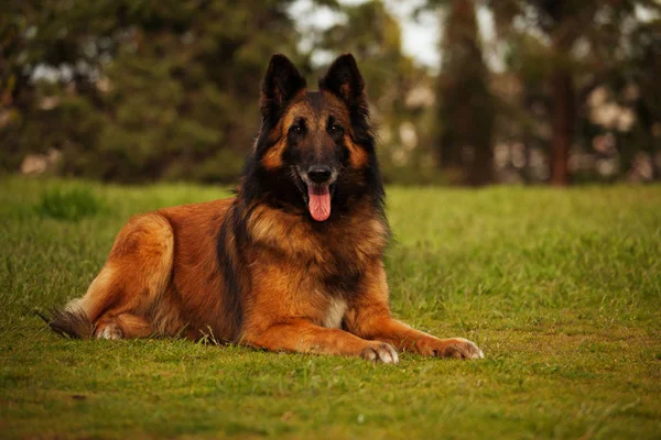 Pastor belga perro Tervuren — Foto de Stock