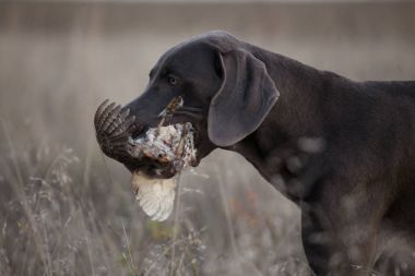 köpek doğurmak Weimaraner bir avcılık kupa olduğunu