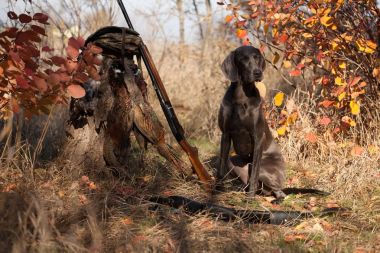 köpek doğurmak Weimaraner bir avcılık kupa olduğunu