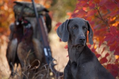 köpek Weimar işaretçisi ile yakalanan kuş doğurmak