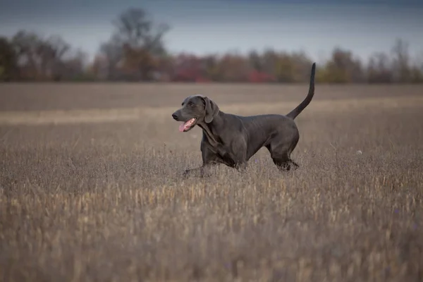 Hund Rasen Weimaraner Jakt Körningar — Stockfoto