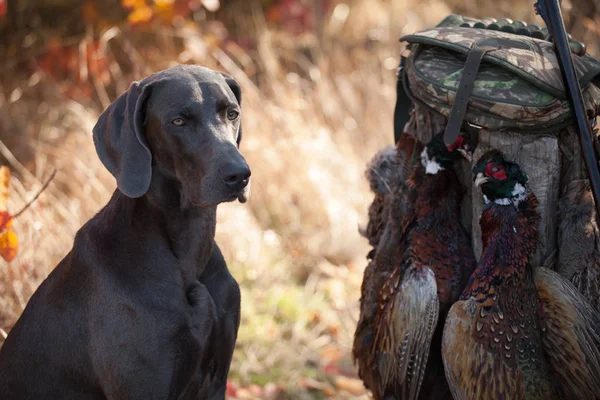 Race Chien Weimaraner Est Trophée Chasse — Photo