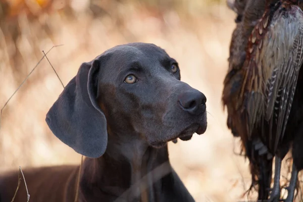 狗品种威是狩猎战利品 — 图库照片